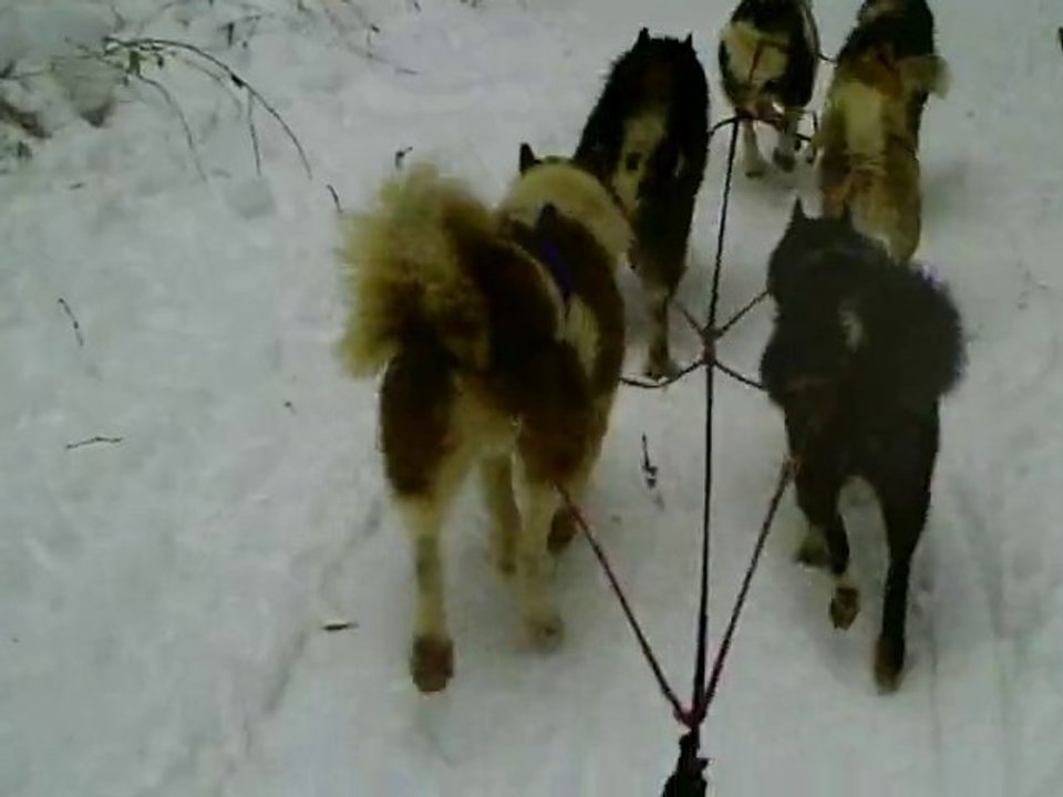 fête du chien de traineau 2010 st setier