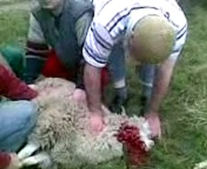 kurbanlik 2010 erol yavuzun