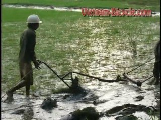 Buffalo in the rice field