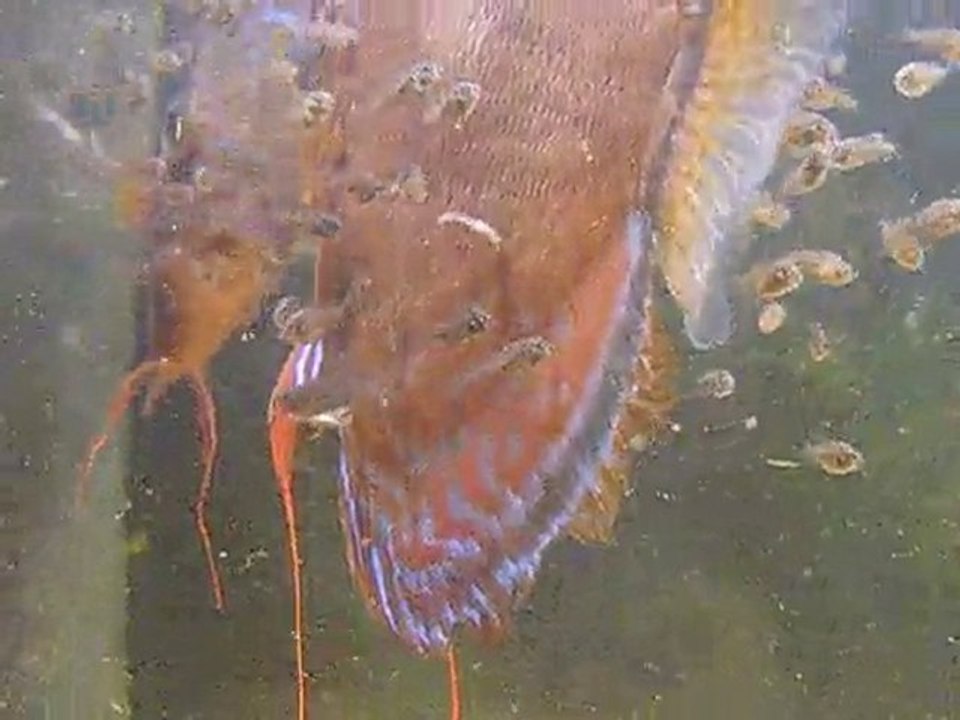 Discus