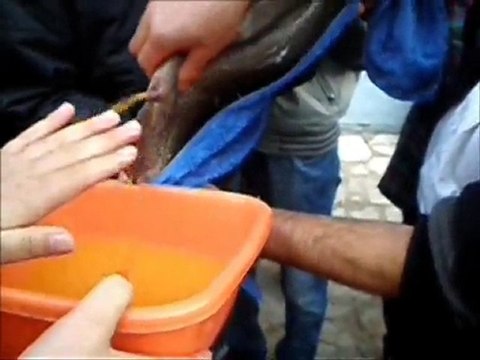 Atatürk Üniversitesi Alabalık Çifliği Alabalık sağımı