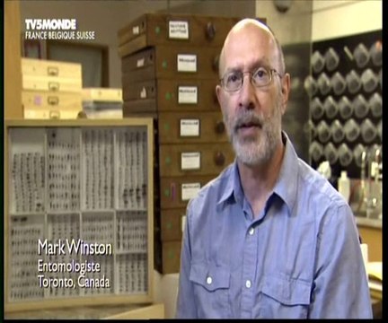 Le mystère de la disparition des abeilles (3)