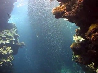 Red Sea diving into big fish school 2010