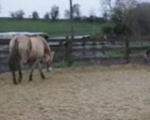 11 12 2010 maline en longe
