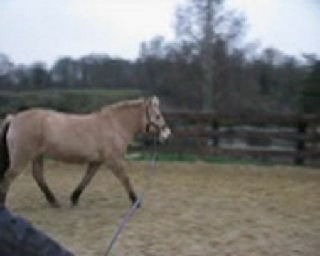 11 12 2010 maline en longe 2