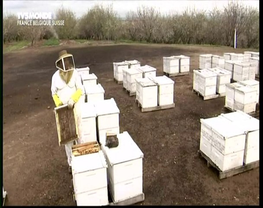 Le mystère de la disparition des abeilles (4)