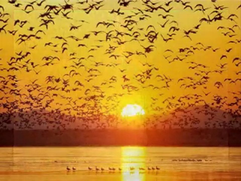 Revoada (Robson Ruas/Lio de Souza)