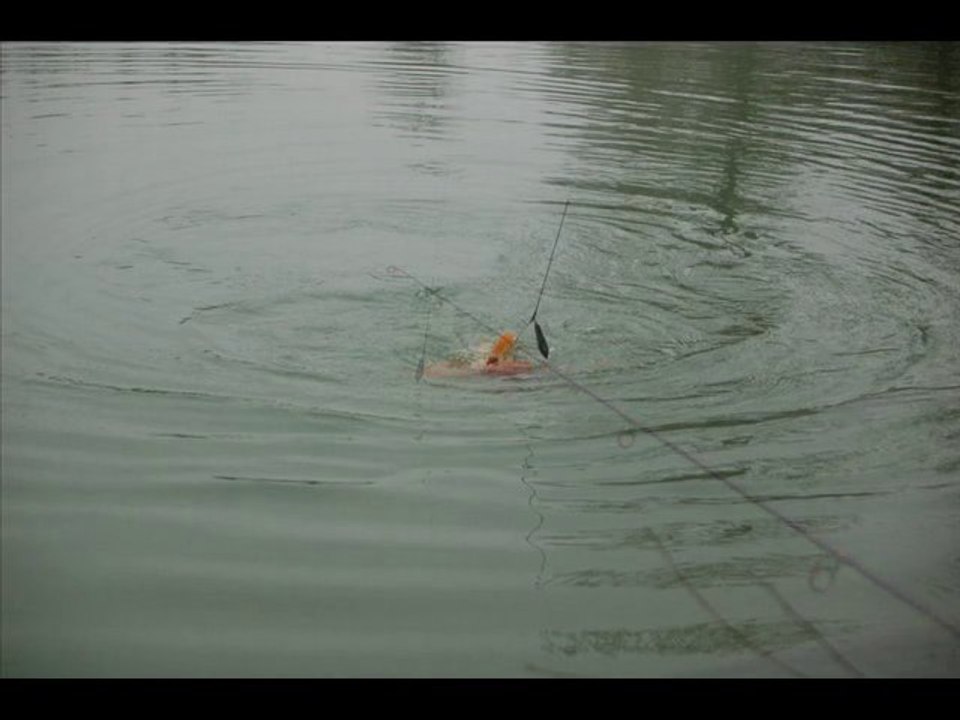 au poissons rouge