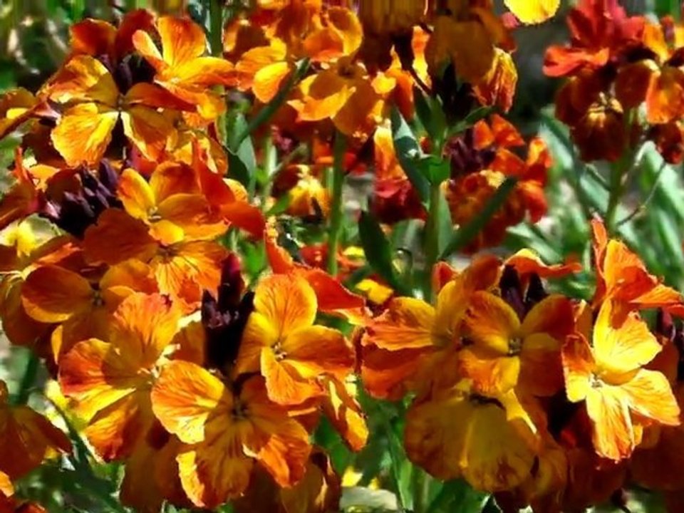 jardin Giroflée