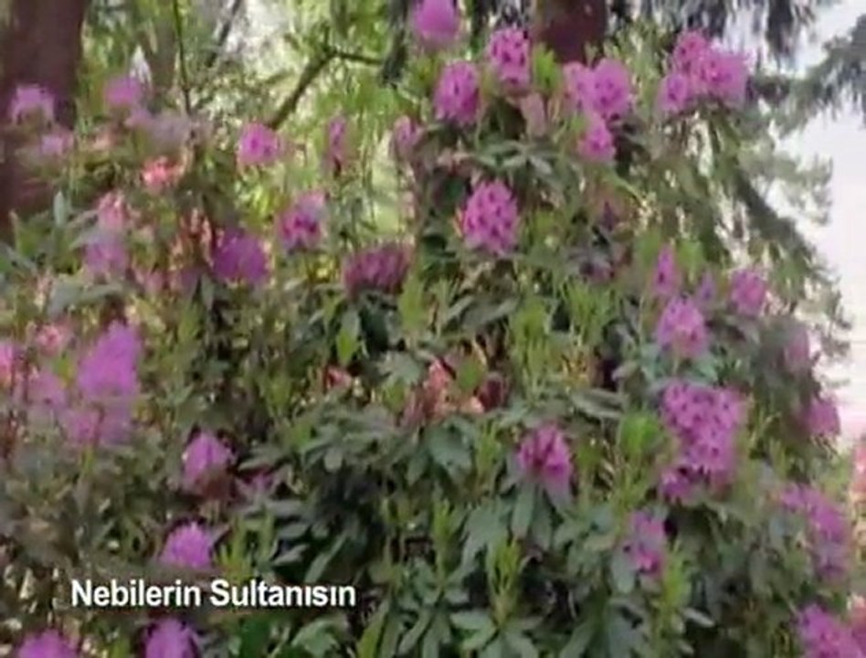 ilahi * Nebilerin sultanısın şefaat ya resulallah *