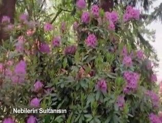 ilahi * Nebilerin sultanısın şefaat ya resulallah *