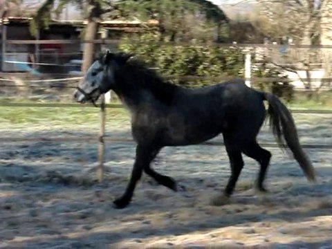 Uliam Montvert, hongre connemara par Thunder du Blin