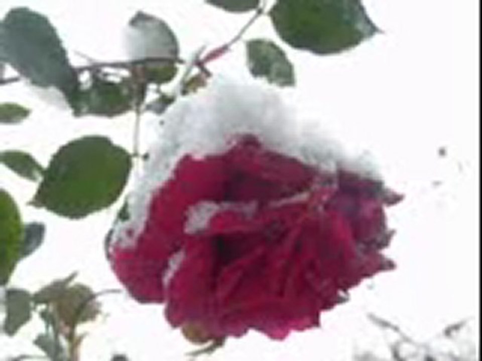 gül kar altında gezkuyu yaylası