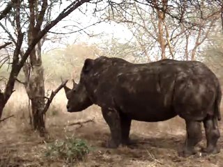 rhinoceros de la foret de bandia