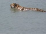 Villagers help tiger find new home