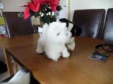 12 Dec 2010 Furreal Border Collie Pup and Harrods Westie Toy
