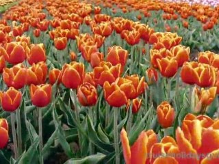 Uniworld River Cruises