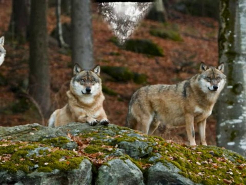 Wölfe und ihre Welt