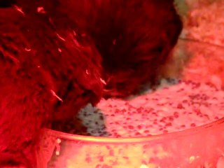 chiots dixie terre neuve marron de VALOYAN 12/12/2010