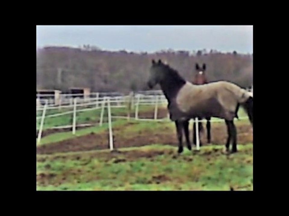 olten 12 decembre 2010 paddock