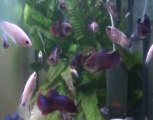 Show Betta splendens OrangeXBA 12 12 2010