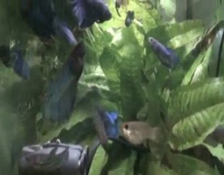 Show Betta splendens (lignéeT2) 12 12 2010