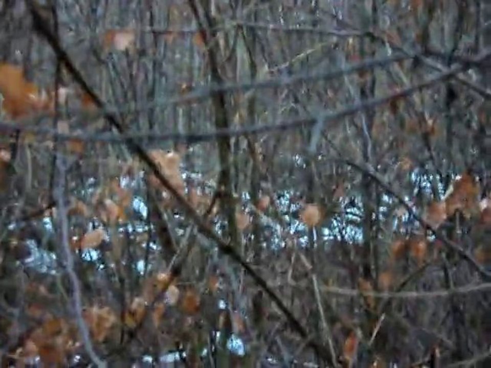 Fara épagneul breton de 7 mois au ferme sur sangliers