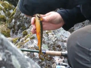 Pêche à la truite au cap nord
