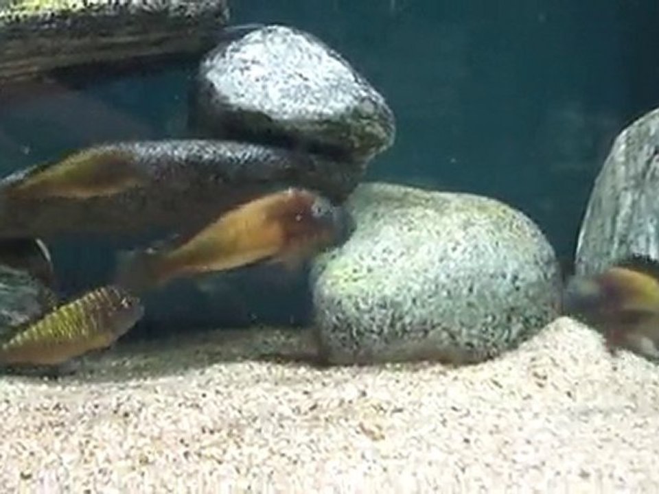 F1 Tropheus mbita koloni