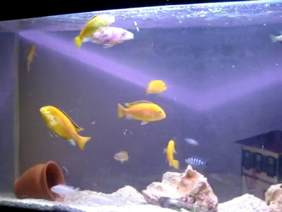 Sarı Prenses, mPanga, Beyaz Prenses, Demasoni, Red Dorsal