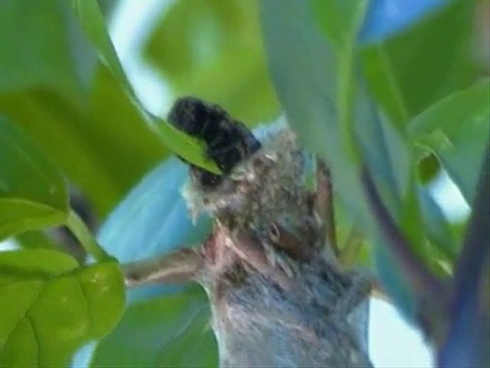 Dans notre petit jardin...