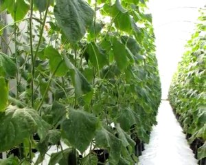 Cucumber Growing Business