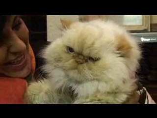 Sultana The Cat Doesn't Like Singing