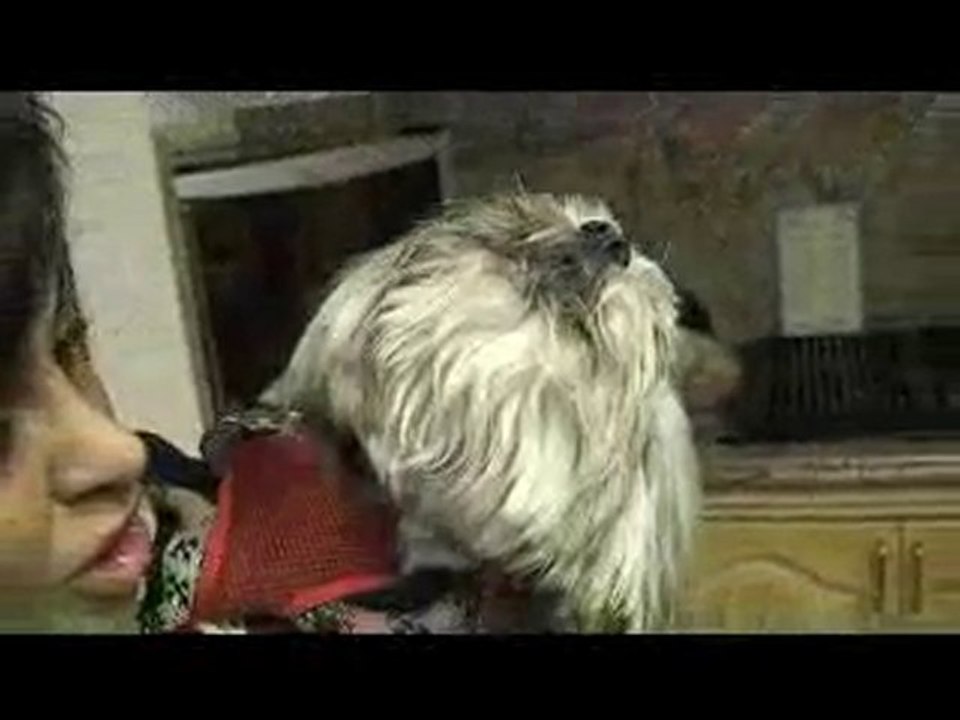 Gizmo The Dog Singing