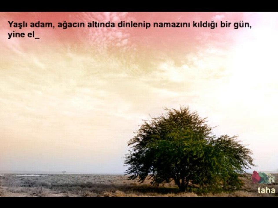 Çoban Agaci - www.tahapinar.com