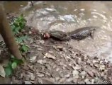 Alligatore morde anguilla elettrica