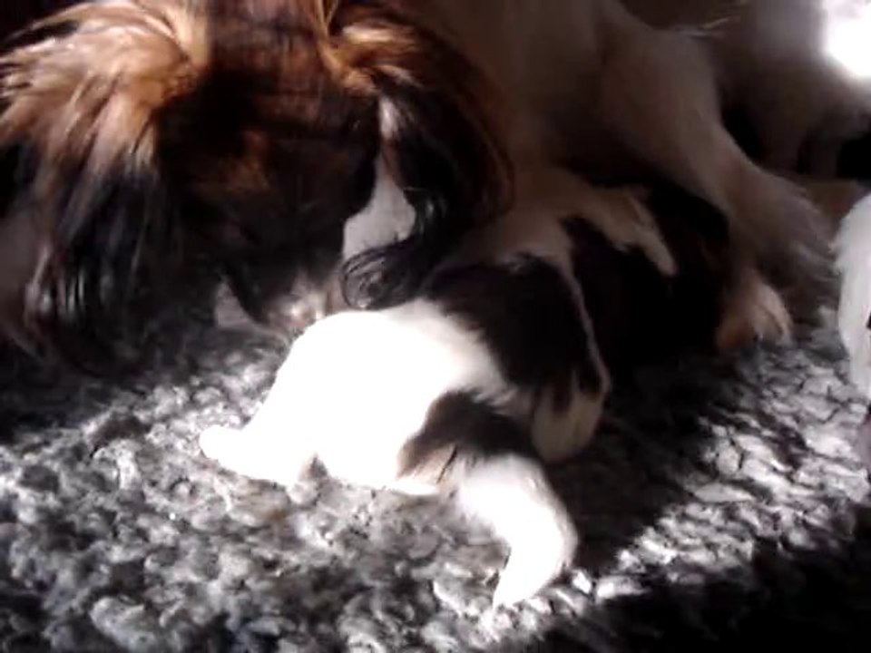 Les épagneuls nains Phalènes de la Vallée des Secrets