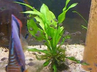 Discus