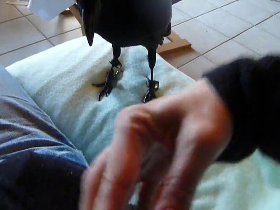 curieux_poche
