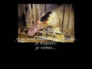 Foie gras et gavage : témoignage d'un canard