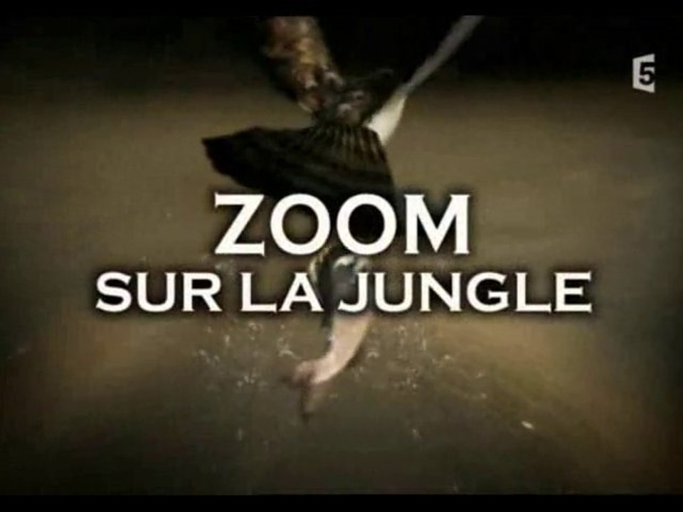zoom sur la jungle (1)