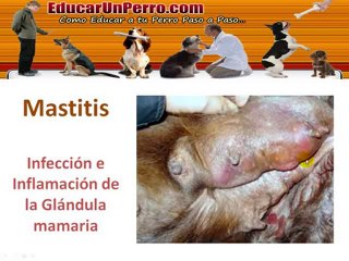 Castración en Perras