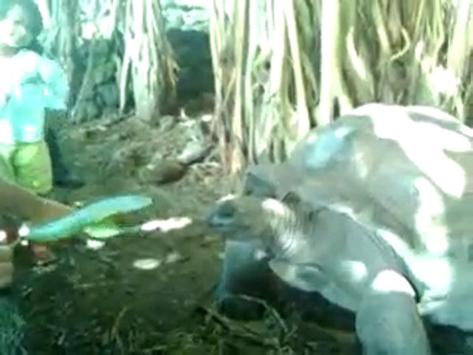 TORTUE GEANTE