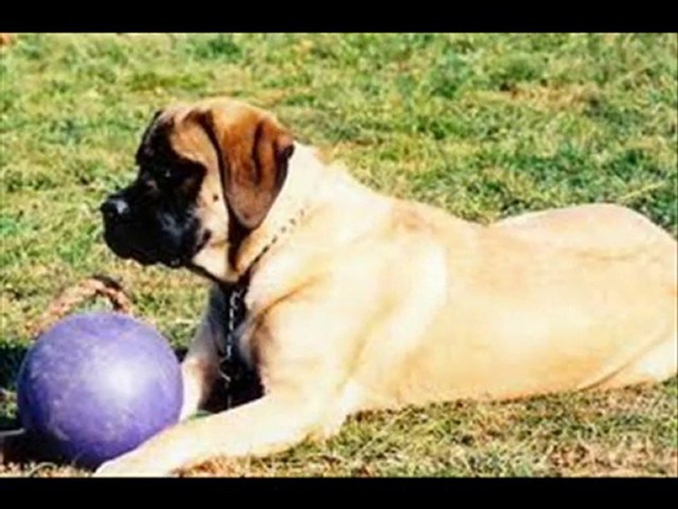 Secrets to Dog Training