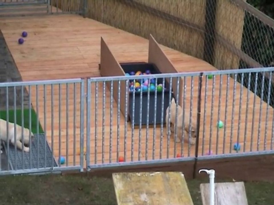 Kaly - Portée B - 12.12.2010