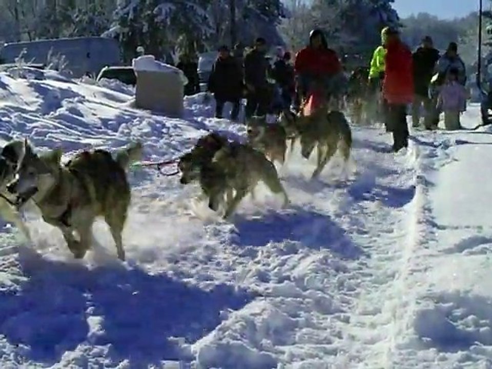 fête du chien de traineau