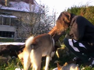 Folies d'hiver (chèvres-naines & premières neiges"