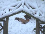 Des renards qui jouent dans Londres