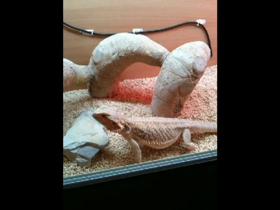 meet diego