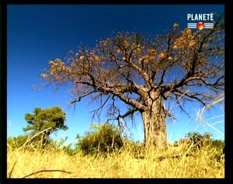 Sur la terre des monstres disparus / Lointains ancêtres (2)